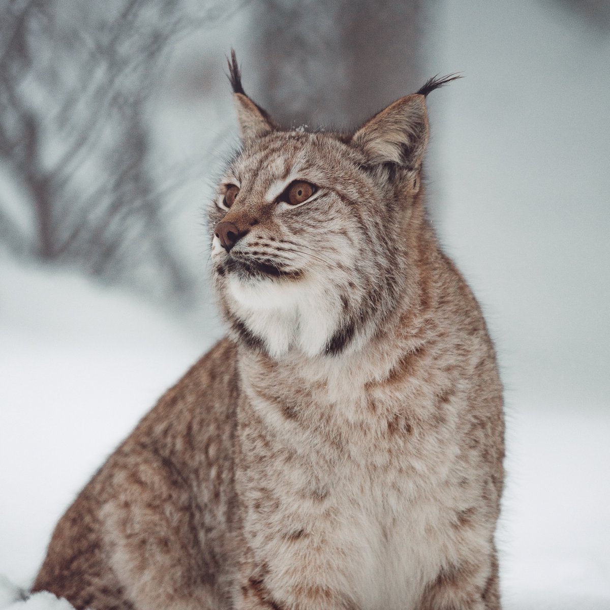 Lynx_Scotland's tweet image. On #InternationalLynxDay do you agree it's time to seriously consider a community and science backed trial return of this keystone predator to Scotland?

#RewildScotland #LoveLynx