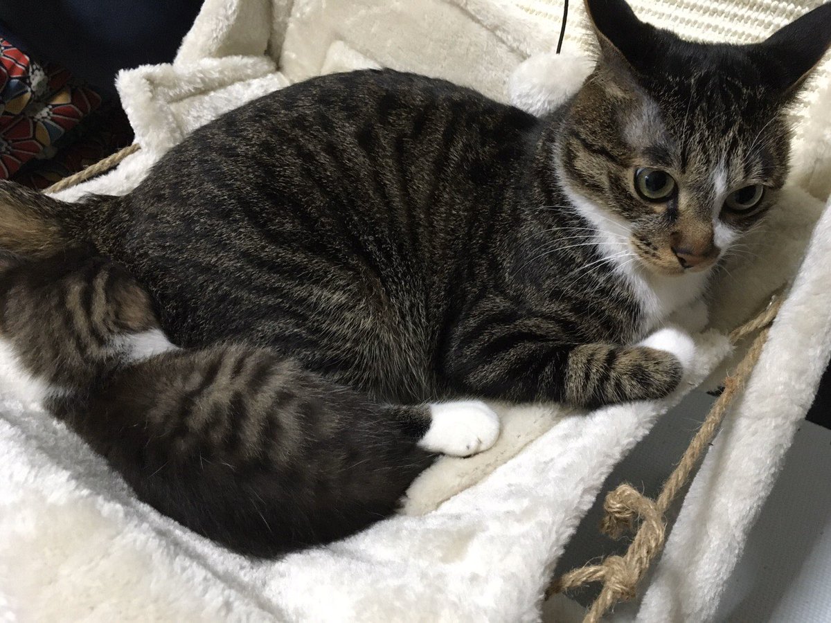 猫といる幸せ のyahoo 検索 リアルタイム Twitter ツイッター をリアルタイム検索