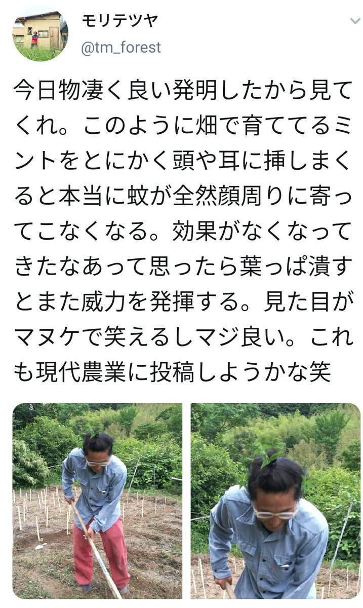 放っておくと大量に育つミント 頭や耳に刺しまくると見た目はまぬけだけど蚊が顔周りに寄ってこなくなる リアルピクミン ギリースーツ作れば最強になる Togetter