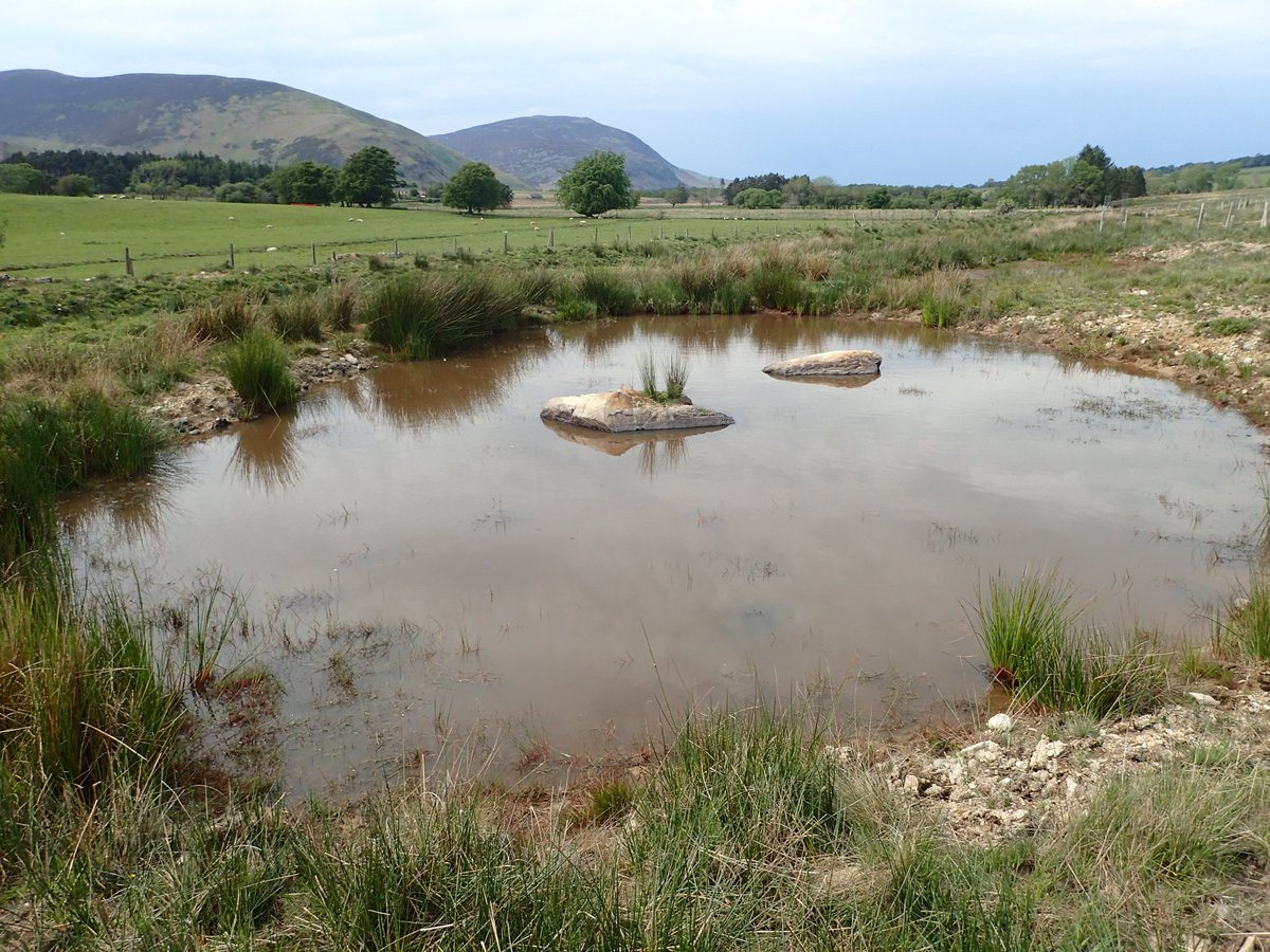 The new ponds created by <a href="/cumbriawildlife/">CumbriaWildlifeTrust</a>  at their #EycottHill nature reserve are already being colonised by several species of dragonfly. I was pleased to find several Broad-bodied Chasers emerging the other day, still an uncommon newcomer to the Cumbrian fauna. #ClimateChange