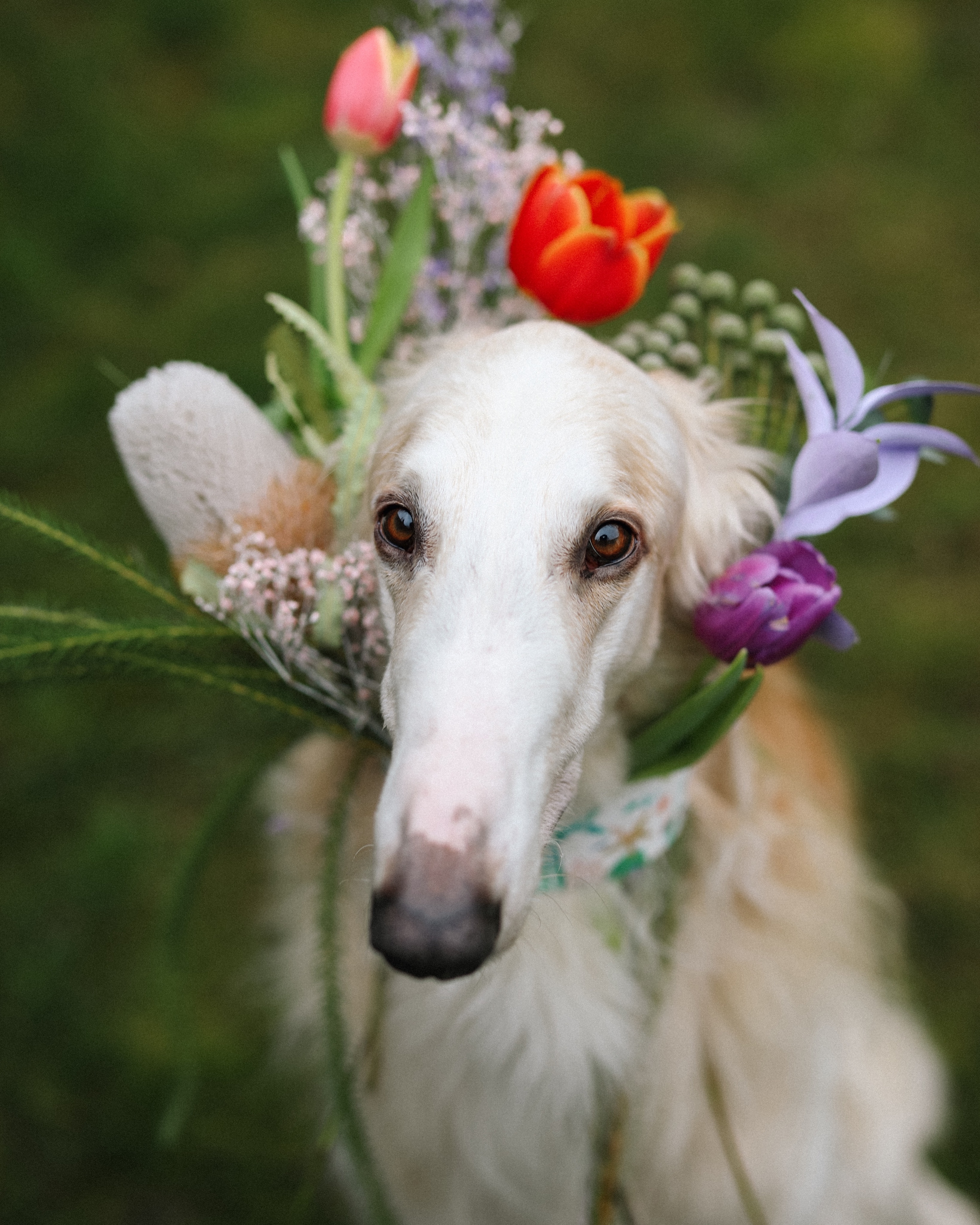 Borzoi vine store