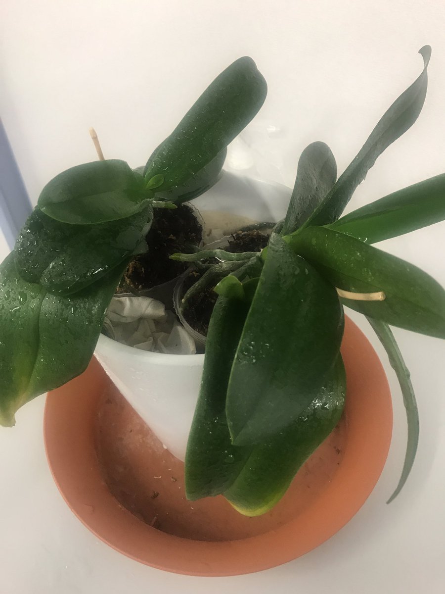 Happyswan 白鳥ワカメ 3年ぐらい前に今の社長が就任した際にお客さんから頂いた胡蝶蘭 適当に日々水吹きかけたり たまに水をぶち込んだりとお花屋さんにぶっ飛ばされそうな世話の仕方だけど 全く枯れずに4年目に入ってる