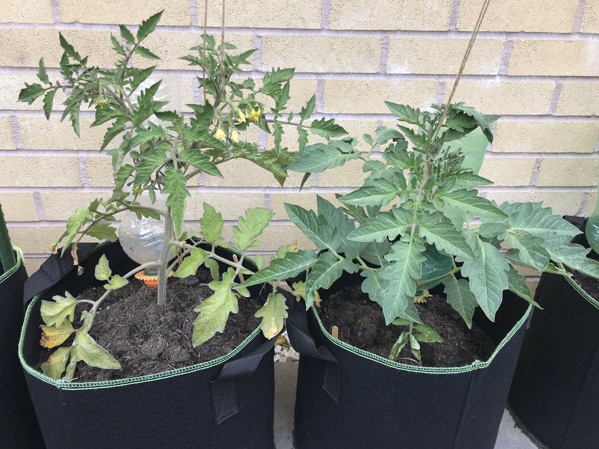 Gingermicrobe's tweet image. Update on #TomatoExperiment there are already differences! #ScienceAtHome