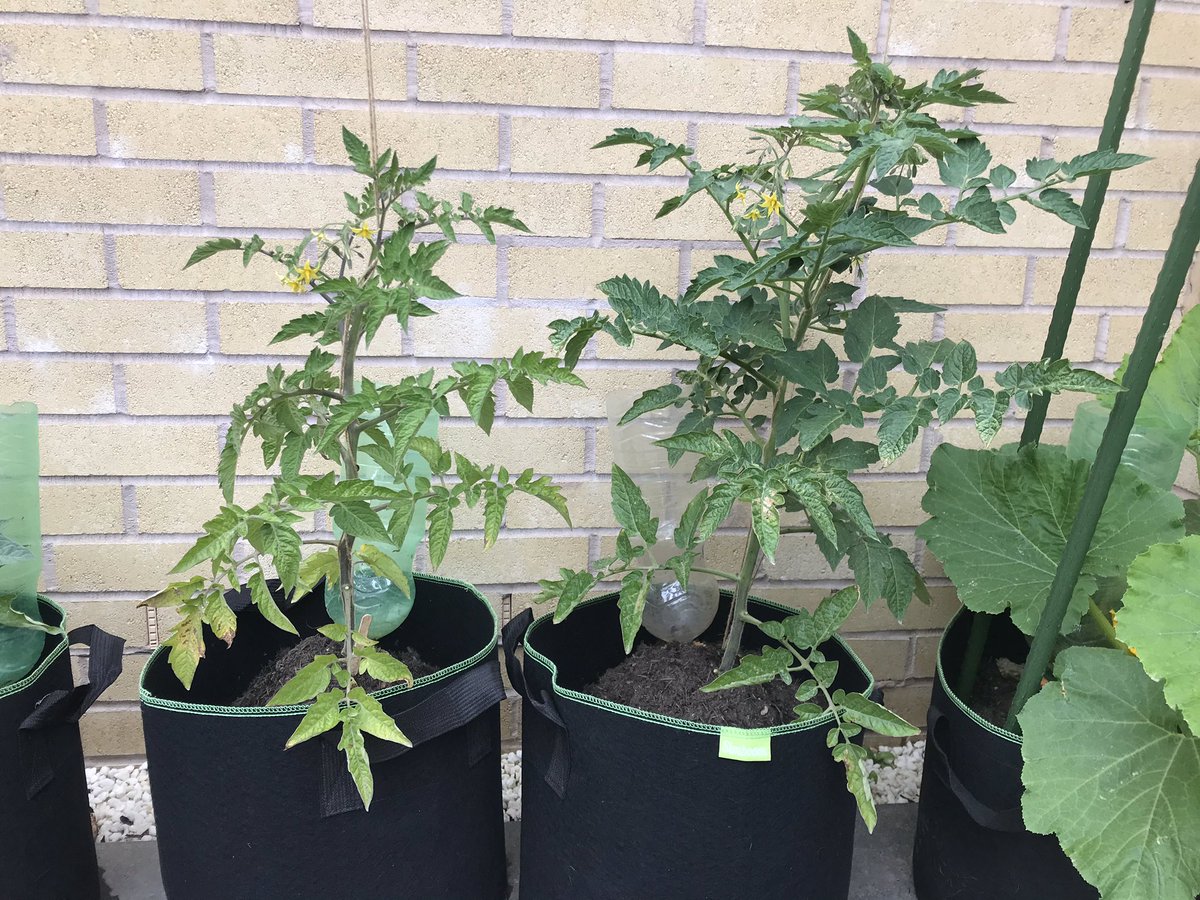 Gingermicrobe's tweet image. Update on #TomatoExperiment there are already differences! #ScienceAtHome