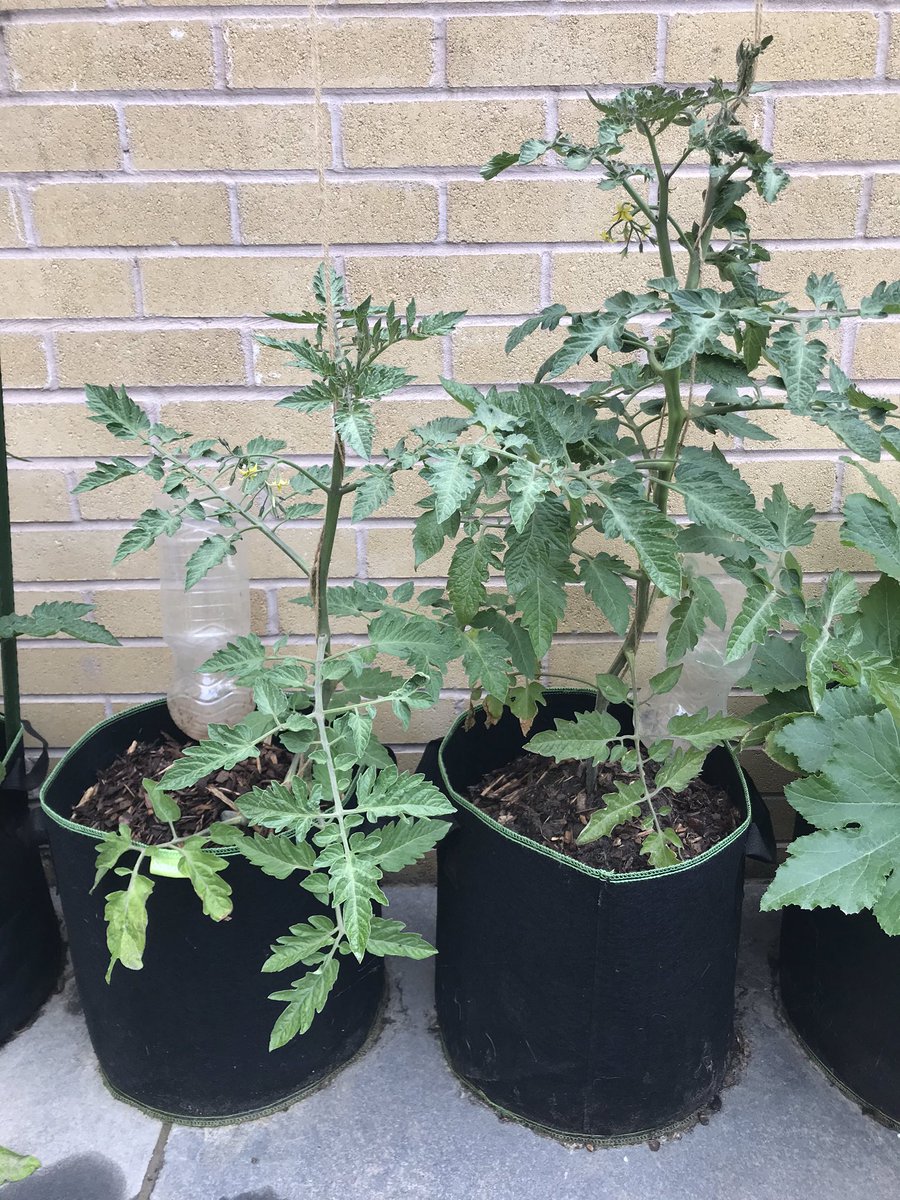 Gingermicrobe's tweet image. Update on #TomatoExperiment there are already differences! #ScienceAtHome