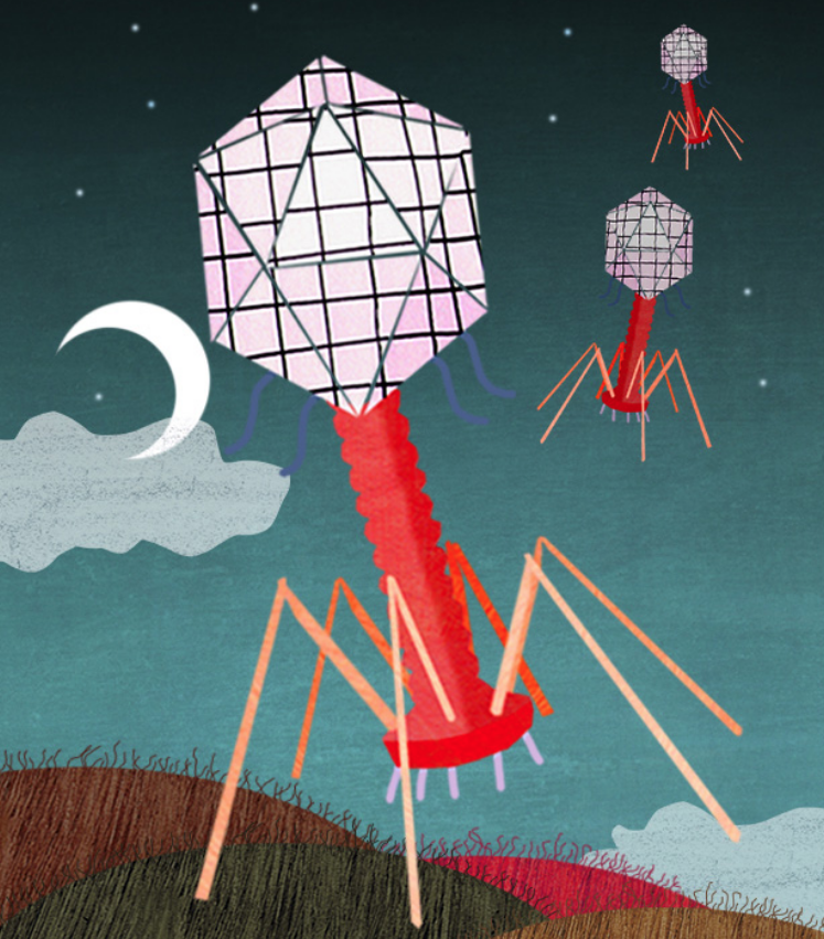 Principia_io's tweet photo. Aunque parezca lo contrario, no todos los virus nos perjudican: 
«Bacteriófagos: los virus que nos salvan la vida».
Por @giulionigro87 · Ilustra Patricia Cornellana
https://t.co/V1LRdzus1y https://t.co/7CMSYLn0ES