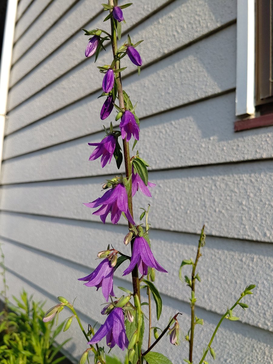 くーちゃん בטוויטר ハタザオキキョウ 旗竿桔梗 Campanula Rapunculoides 花壇に咲くハタザオキキョウの花 ヨーロッパ原産で ホタルブクロの仲間です 観賞用として栽培されますが 野外に逸出して野生化もしています キキョウ科 T Co Uf7b0tnnsq