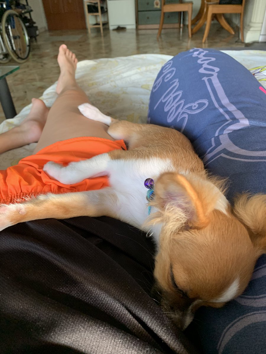 euniceannabelle's tweet photo. Another episode of Benji sleeping on me minutes before I'm supposed to be up to get ready for work. https://t.co/R8TN7apDRg