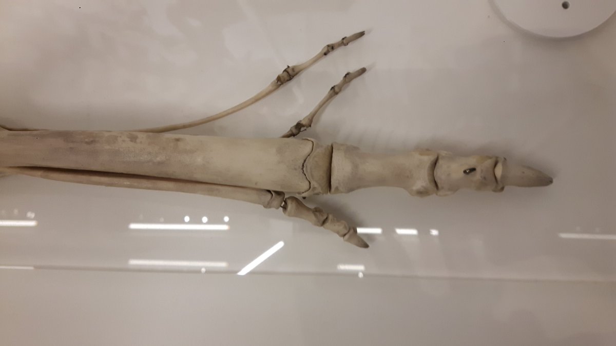 JackDAshby's tweet photo. Today's 🔎#CloseUpQuiz🔍 is a very uneven collection of toes.
Which animal do you think this foot belongs to? 🦶

The answer will be posted at 4pm BST.
#MuseumFromHome #NHlockdown https://t.co/Rendvjhowq