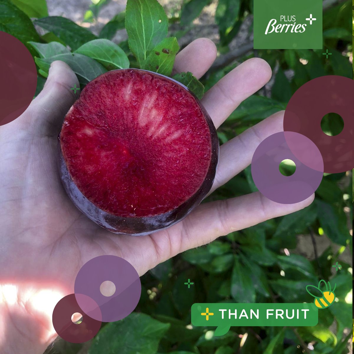 ¡Comienza la campaña de ciruelas de Plus Berries! Nuestros árboles están repletos de esta deliciosa variedad de ciruela negra con su jugosa y deliciosa carne roja. 

#ciruela #plum #stonefruit #healthyfood #healthylifestyle