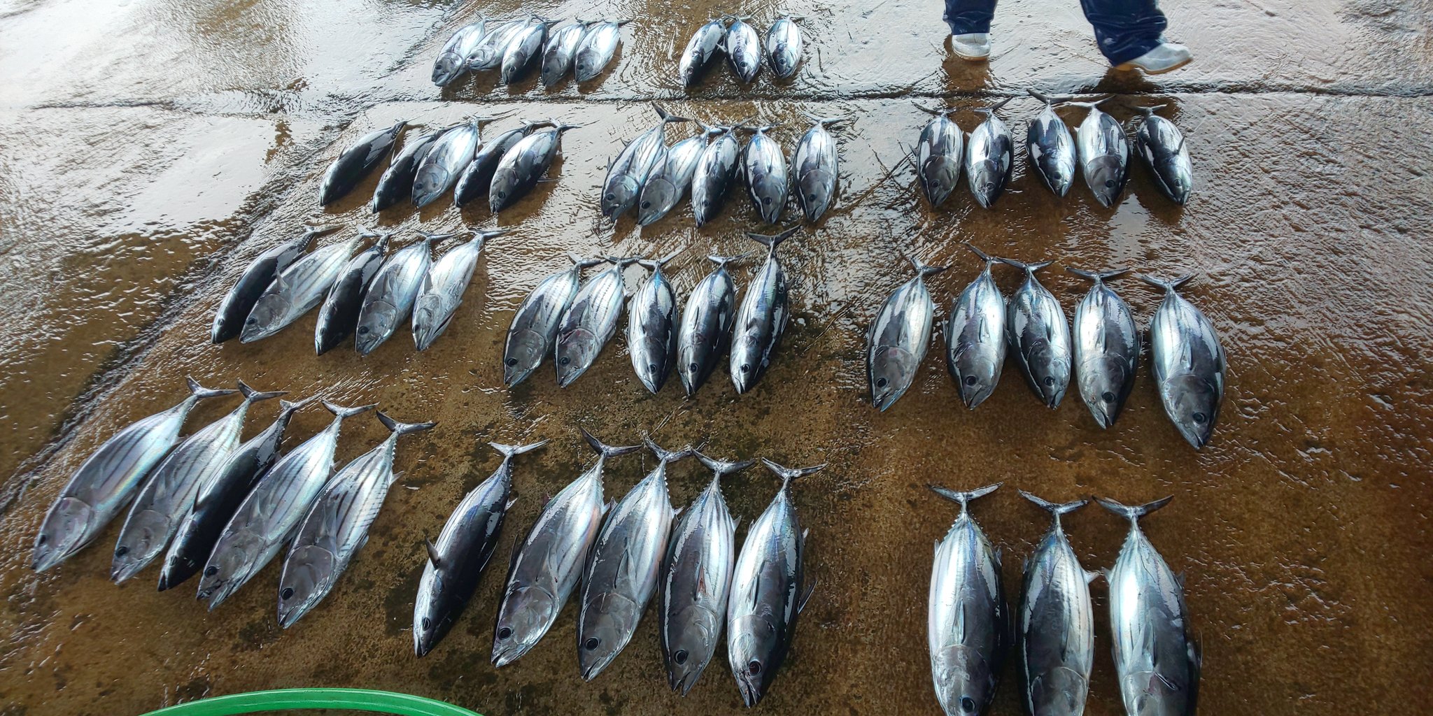 多田水産 冬 本日もお勉強 ゴシ 石カツオ には 明らかなゴシと疑ゴシが有る 外観からの判別は無理ゲー 顕微鏡による観察でも異常は見られない 僕の経験上 寄生虫と血管腫 みたいなのが原因のは有る 漁場 漁法 処理方法によって出現率に差は
