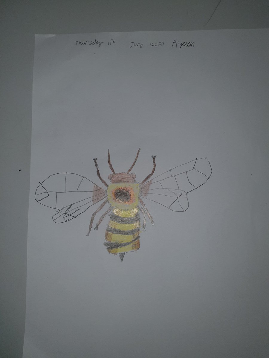 ComputingDMN's tweet photo. We were fascinated yesterday by the bees in our lovely garden so today we learned how to draw them! @dixonsmnp https://t.co/peM6fhfKZG