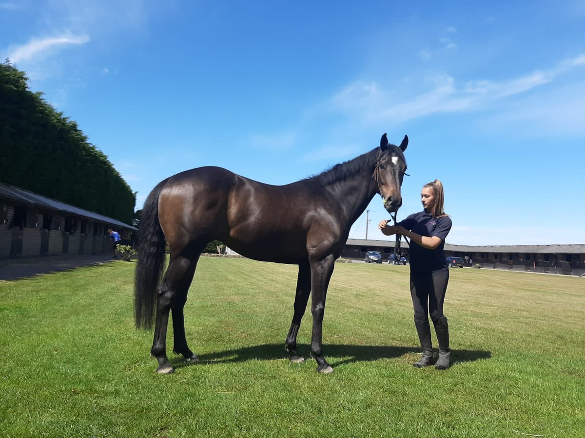 Prophecy by Albaasil has been declared for @NewmarketRace on Sunday. It will be his first run on turf after two excellent seconds at Newcastle. Excited to see him progress this year #returningtowork