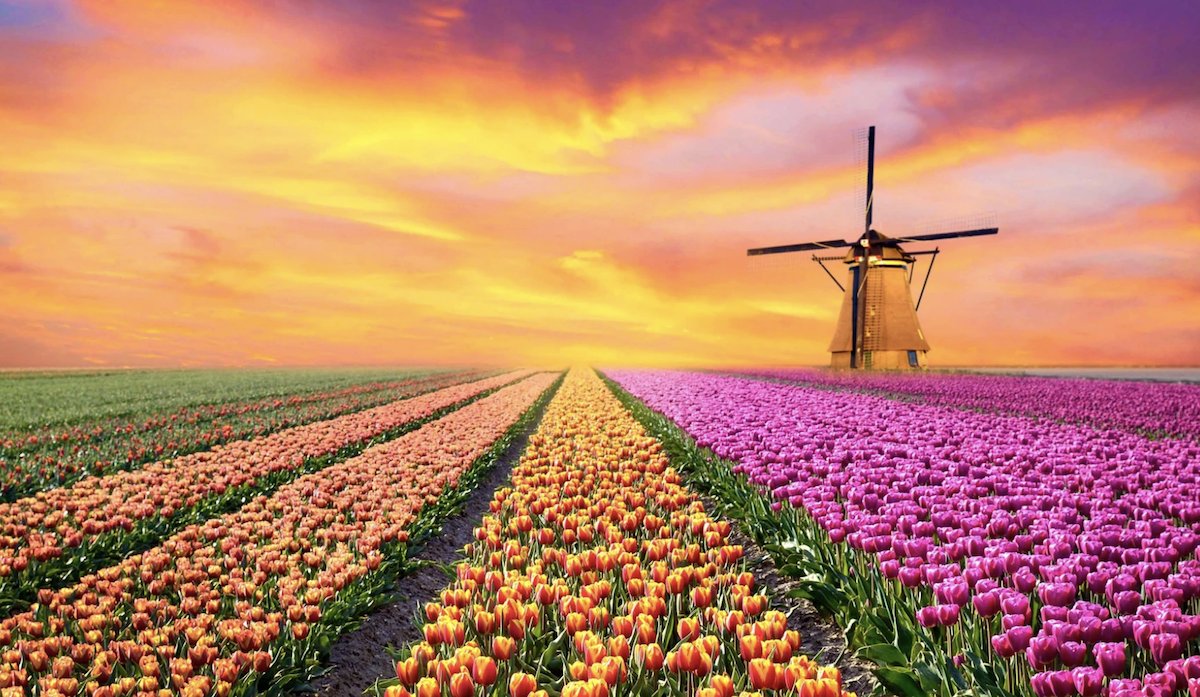 ecopodpackaging's tweet photo. To help save the #Dutch flower industry, local companies have bought more than a million #Flowers and have been giving them out for free.
As a result, hospitals have been brightened up with vases of tulips, and the entire country is adding a touch of floral colour to everything! https://t.co/wF0xzuk0xH