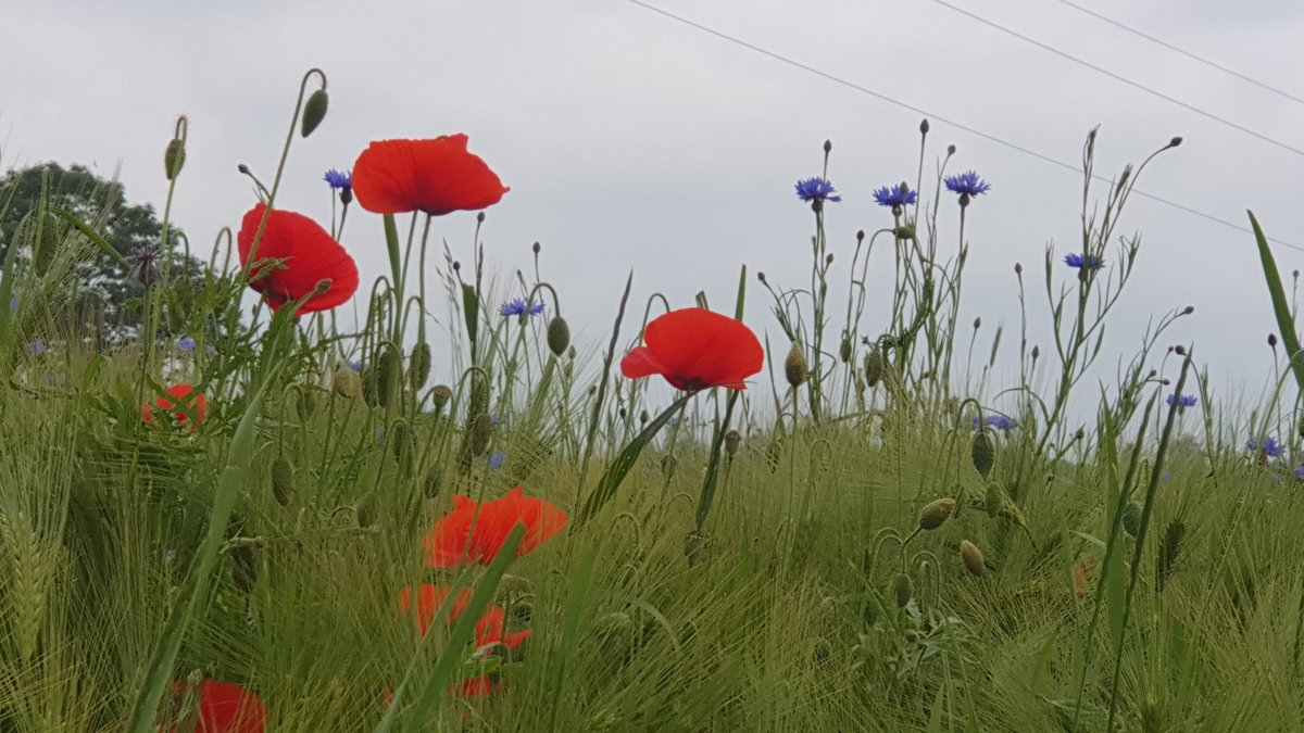 StrojekMonika's tweet photo. #mylifeinpictures 

Day 1/7

No people, no descriptions 
Challenge someone everyday

I was challenged by @Lukas_Kraczka, today I challenge @AniaGajdamowicz https://t.co/uMlYXN23jj