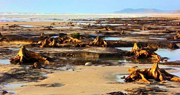 On Wales’ Ceredigion coastline lies a lost prehistoric forest, only visible when the tide is at its very lowest and strong winds have shifted the sands.These remnants of ancient trees may have spawned the tale of Cantre’r Gwaelod - a legendary Welsh city lost to the waves.