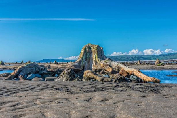 On Wales’ Ceredigion coastline lies a lost prehistoric forest, only visible when the tide is at its very lowest and strong winds have shifted the sands.These remnants of ancient trees may have spawned the tale of Cantre’r Gwaelod - a legendary Welsh city lost to the waves.