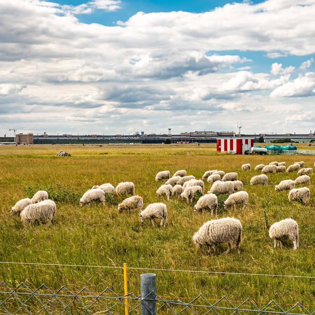 InfoZeitz's tweet photo. #TempelhoferFeld #Berlin #Tempelhof #Schafe #streetphotography #10.06.2020 #Scheep #Natur #Nature https://t.co/BSCQB63O7w https://t.co/JnBjKDb4fR