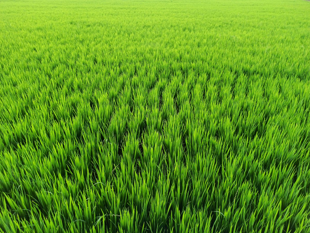 MJclickz's tweet photo. "If you eat today, thank a FARMER."

#Twitter 
#photography
#ForTheFarmers 
#Photoshoot
#NationalGeographic
#NaturePhotography 
#PhotoMode
#photographer 

Hope you guys loved it! Do follow me and support my #photography page @MJclickz #MJclickz for latest photography updates. https://t.co/kP51XcXrqo