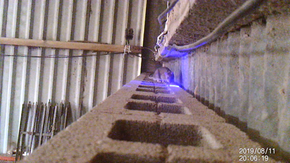 patrizia_onnis's tweet photo. The EU #LIFE #LaserFence is collecting data on the knowledge and interest of stakeholders about pest control issues and the use of Laser Fence Technology. Leave your opinion with a quick survey, contact us at Lifelaserfence@ljmu.ac.uk 
#Farming #PestControl #Wildlife #Technology https://t.co/wSVaJn7r5S