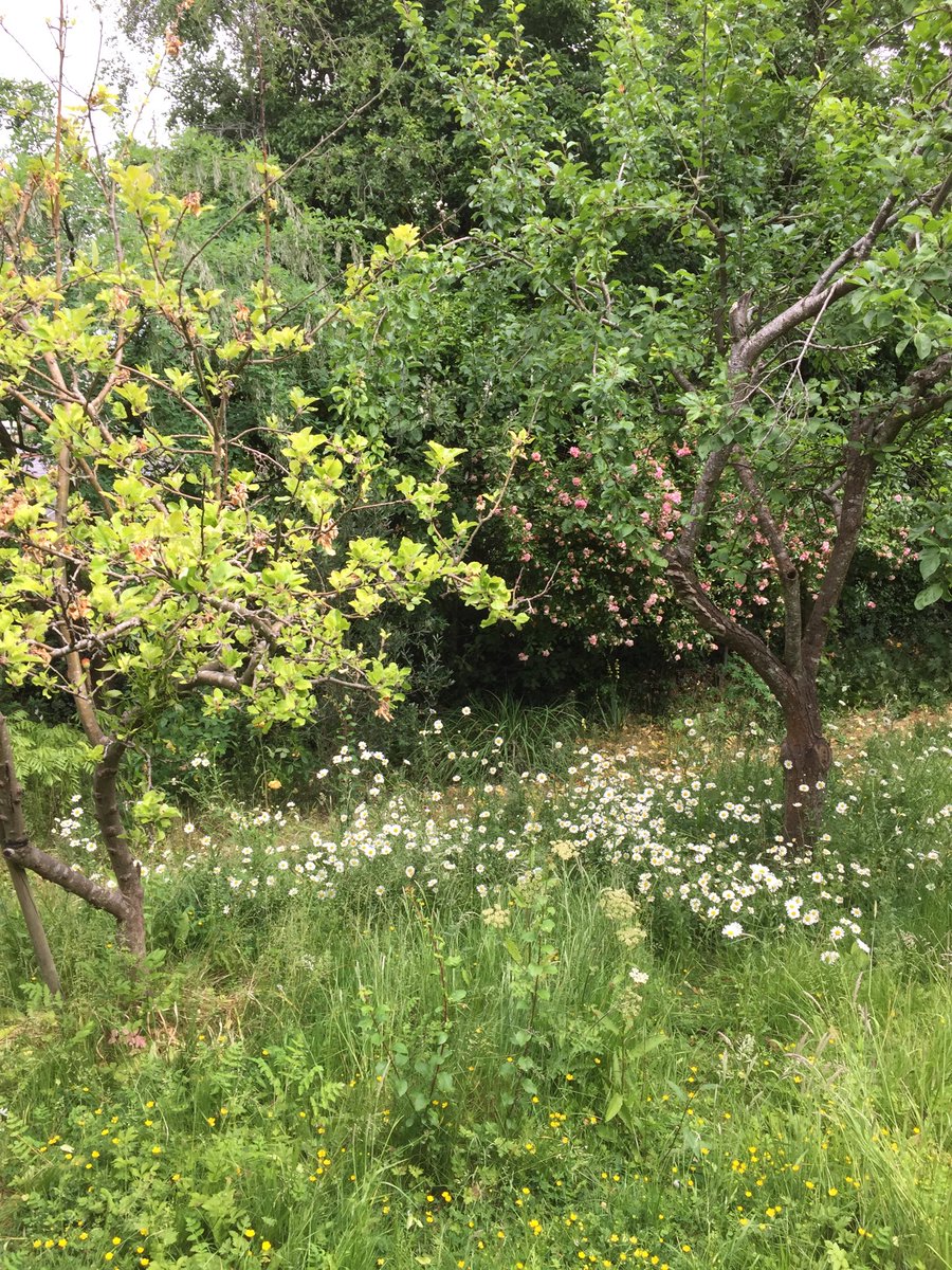 Our mini meadow is coming along nicely.