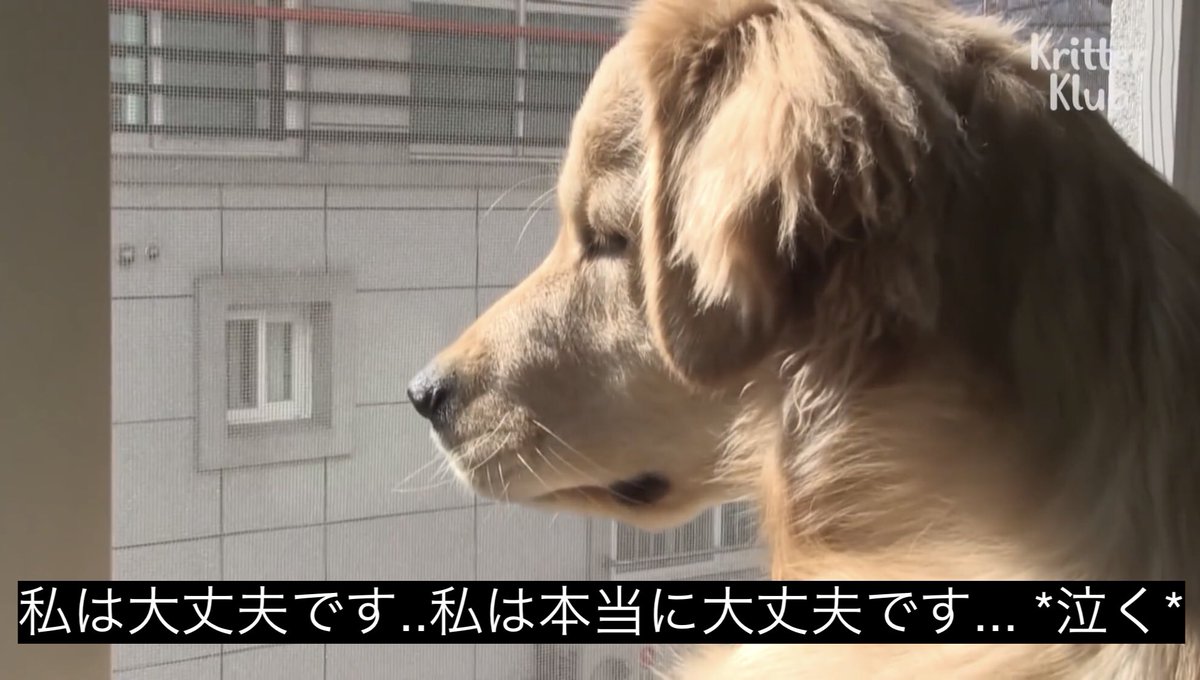私は野良猫ですアー ニャゴスチン 動物の動画につけられた字幕が味わい深い Togetter 私は野良猫ですアー ニャゴスチン 動物の動画につけられた字幕が味わい深い Togetter