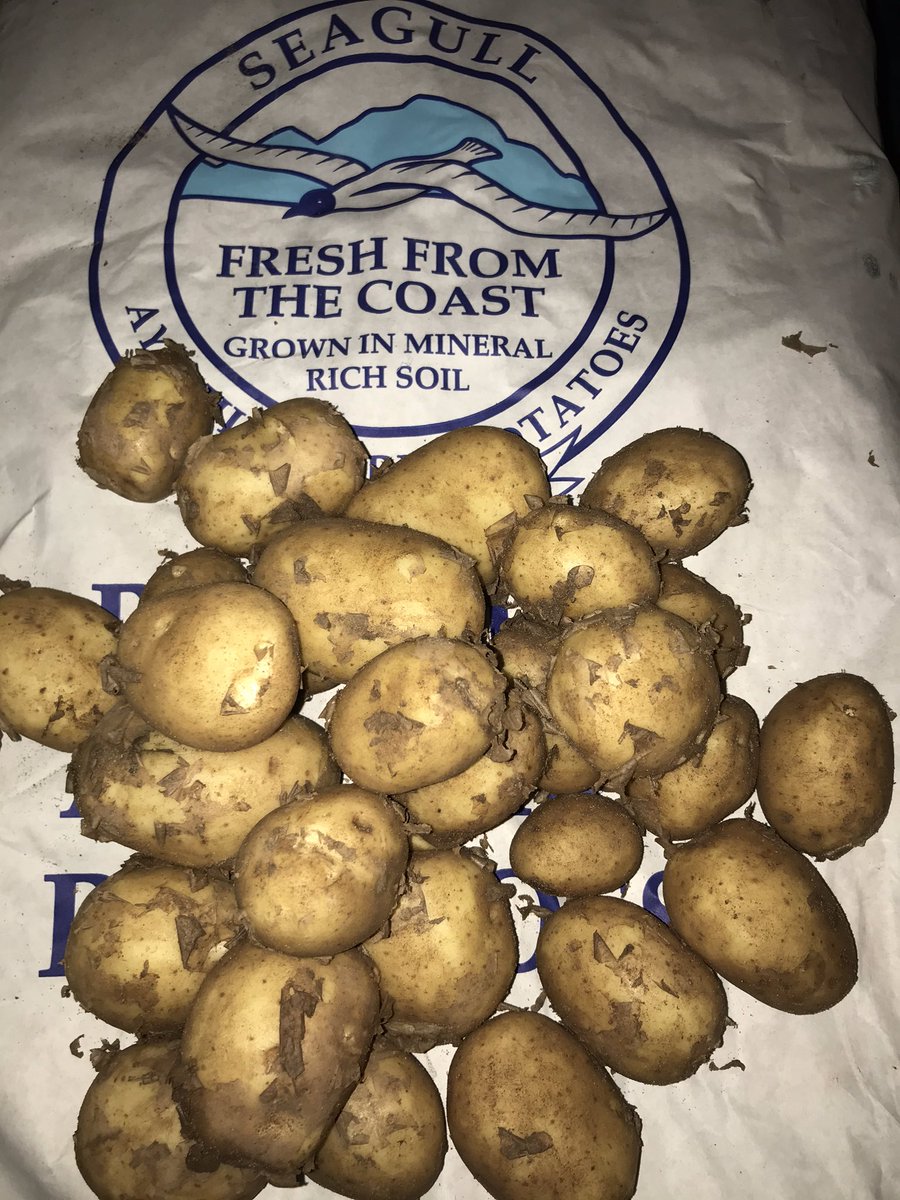 New season Ayrshire tatties in today