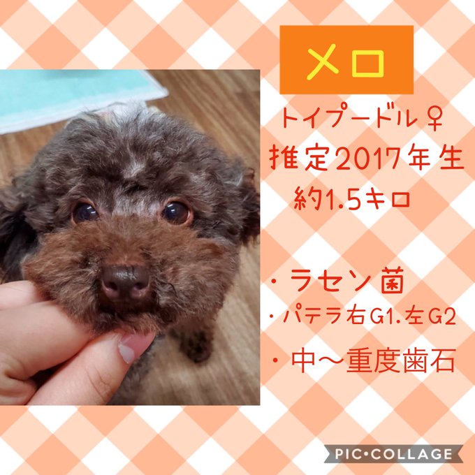 保護犬カフェ立川店のtwitterイラスト検索結果 保護犬カフェ立川店のtwitterイラスト検索結果