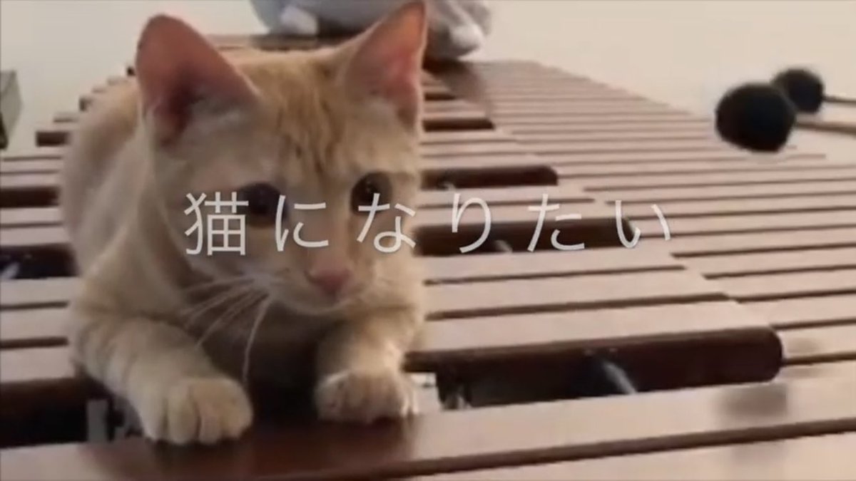猫とマリンバで「猫になりたい」観てにゃ🐱
youtu.be/r9U4aDBDem4