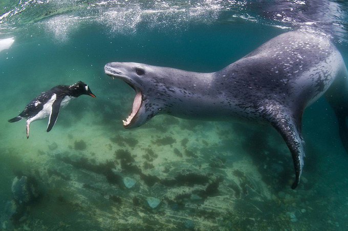 Rainmaker1973's tweet photo. Photographer Amos Nachoum captures amazing moments of the life in the oceans, like this leopard seal on the brink of eating a penguin, shot at Port Lockroy, Antarctica https://t.co/ljVqPWukQD https://t.co/R4oHfLlJXq
