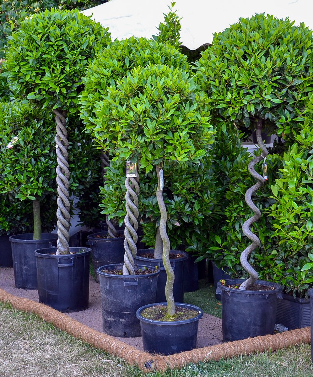 As well as our obsession with beautiful flowers we also have a thing for plants because they really add that wow factor to gardens. We receive weekly deliveries of stunning plants, so if you are looking for something specific give us a call or pop down to see us <a href="/altrinchammkt/">Altrincham Market</a>.