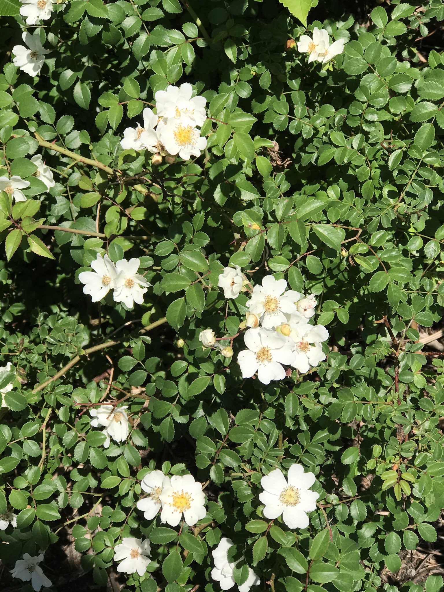 ヒメ ノイバラ の花は一月前に終わっています 今咲いているのは ミヤコイバラ かな ヤブイバラ ヤマイバラ モリイバラ 色々あって 托葉の違いで うーん 覚え難い T Co Xysjkm0yku Twitter