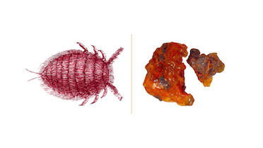 MariaJMelo1's tweet photo. Eternal colours obtained from the eggs or the resin secreted by parasite insects
Creating exceptional reds and purples, natural dyes that were used to colour a fibre or to paint

Discover more @EuroWeb4 and
https://t.co/89HXXSLcnb https://t.co/2NoF4l6Gcb