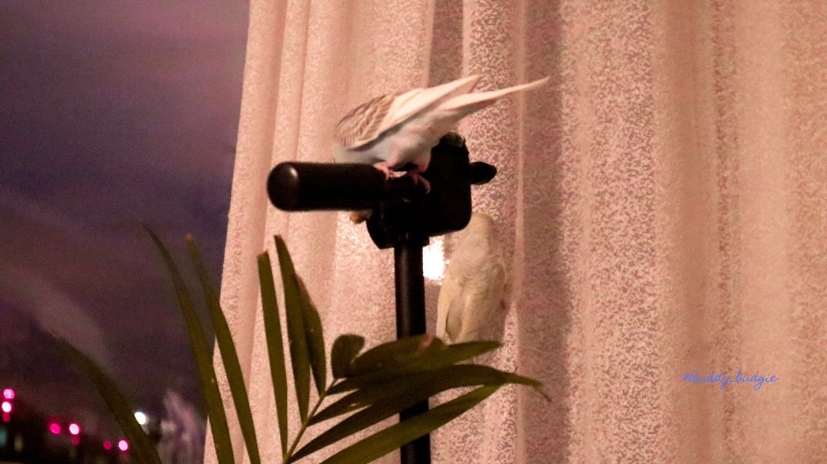 Alice climbed on my tripod😳

#buddy_budgie #simba_bird #albinoparakeet #primerolacomunidad #running #волнистыйпопугай