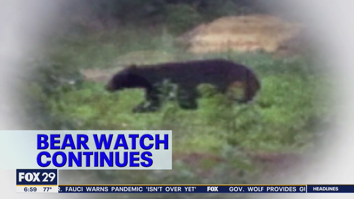 BEAR SIGHTINGS EVERYWHERE! Bears have been spotted traversing