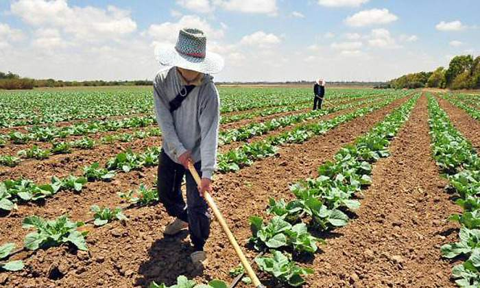 elEconomistaes's tweet photo. 🧑‍🌾🇪🇸¿La renta mínima, obstáculo para que lleguen 25.000 trabajadores al campo?

➡️ Muchos podrían optar por cobrar el subsidio en vez de atender labores agrícolas
➡️La falta de empleados provoca que suba el precio de los alimentos

https://t.co/A2VbFMX5aa https://t.co/hycg9MU6zO