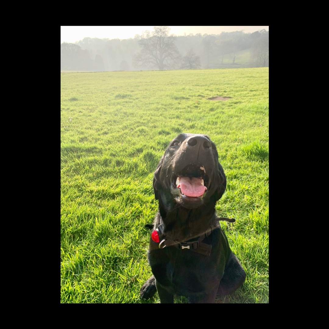 Peggy looking a lot happier than me after our run #LabsOfInstagram #CountrySports #CountryLife #CountryLiving #PheasantShooting #PartridgeShooting #CountryHouse#StatelyHome