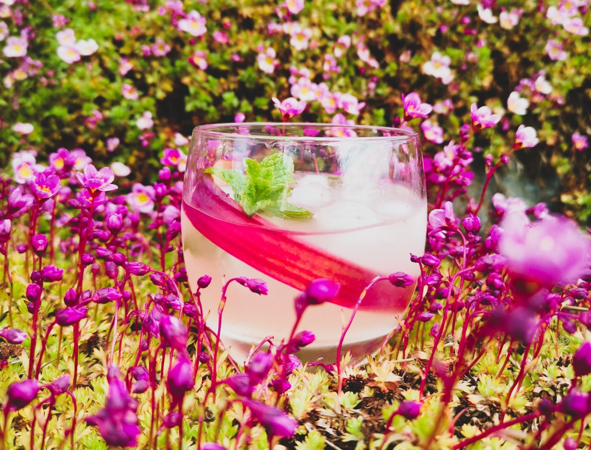 Cocktail of the Week: Make this beautiful gin-based cocktail with seasonal mint and rhubarb dlvr.it/RYQX6L