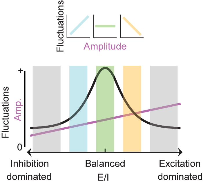 linkenkaer_lab's tweet photo. This suggests that the relationship between the amplitude of oscillations and the fluctuations in amplitude relate to the E/I balance, where amplitude and fluctuations correlate positively for inhibition-dominated networks, and negatively for excitation-dominated networks (3/9) https://t.co/UbFVZDZL9I