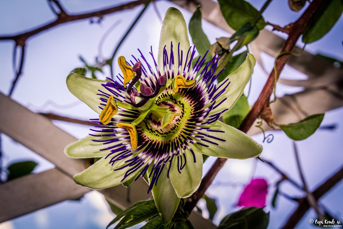 PopiKmb's tweet photo. Passion flower © Popi Kmb
See more photos on my blog: https://t.co/S5aVWI0eOb

#passion #passion_flower #flower #flowers #nature #NaturePhotography #ThePhotoHour #FotoRshot #ppixxells #YourAwesomePics #500pxrtg #photography #PHOTOS @BlazedRTs @FMC_RTs https://t.co/SpM8uUxJ3M