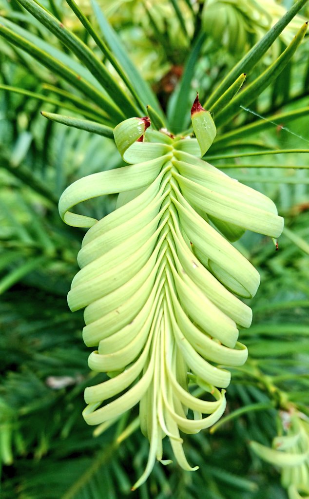TreeSpanner's tweet image. Fresh growth on a young Wollemia Nobilis, a living fossil, slowly unfurling at the Yorkshire Arboretum @YorksArboretum #wollemi #livingfossil #LunchTime #trees #ThursdayThoughts #Thursday #COVID19