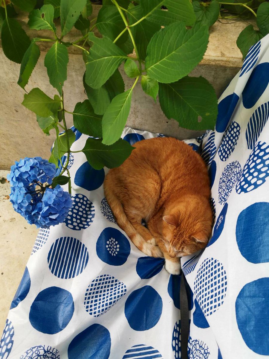 この時期は、ジメジメして雨の多い季節かと思いますが、紫陽花が綺麗に咲く季節でもあります☂️💚