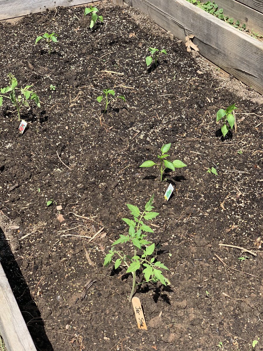 Gardens are planted (tomatoes, peppers, zucchini, bush beans, watermelons and pumpkins) and our bees are happy. 🐝 Thank you Mrs. White!! @RCSDsch46 @drpeluso @RCSDNYS