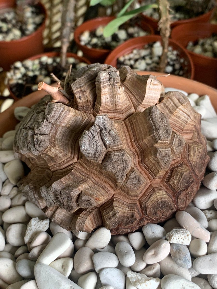 succulentsbot's tweet photo. Source: /u/Floraholica [https://t.co/NSZZY1gZ5c] https://t.co/8MmAWimEsV