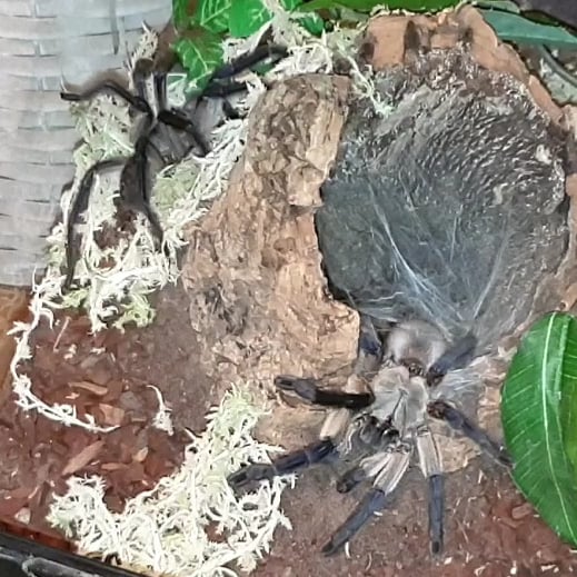 StoneTarantulas's tweet photo. Monocentropus Balfouri, first introduction.
#tarantulalove #tarantulakeeper #tarantula #tarantulas #tarantulasofinstagram #tarantulabreeding #tarantulasoftheworld #tarantulaworld #arachnids #spidersofinstagram #invertsofinstagram #petsofinstagram #bugsofinstagram https://t.co/OFD42Bjsmr