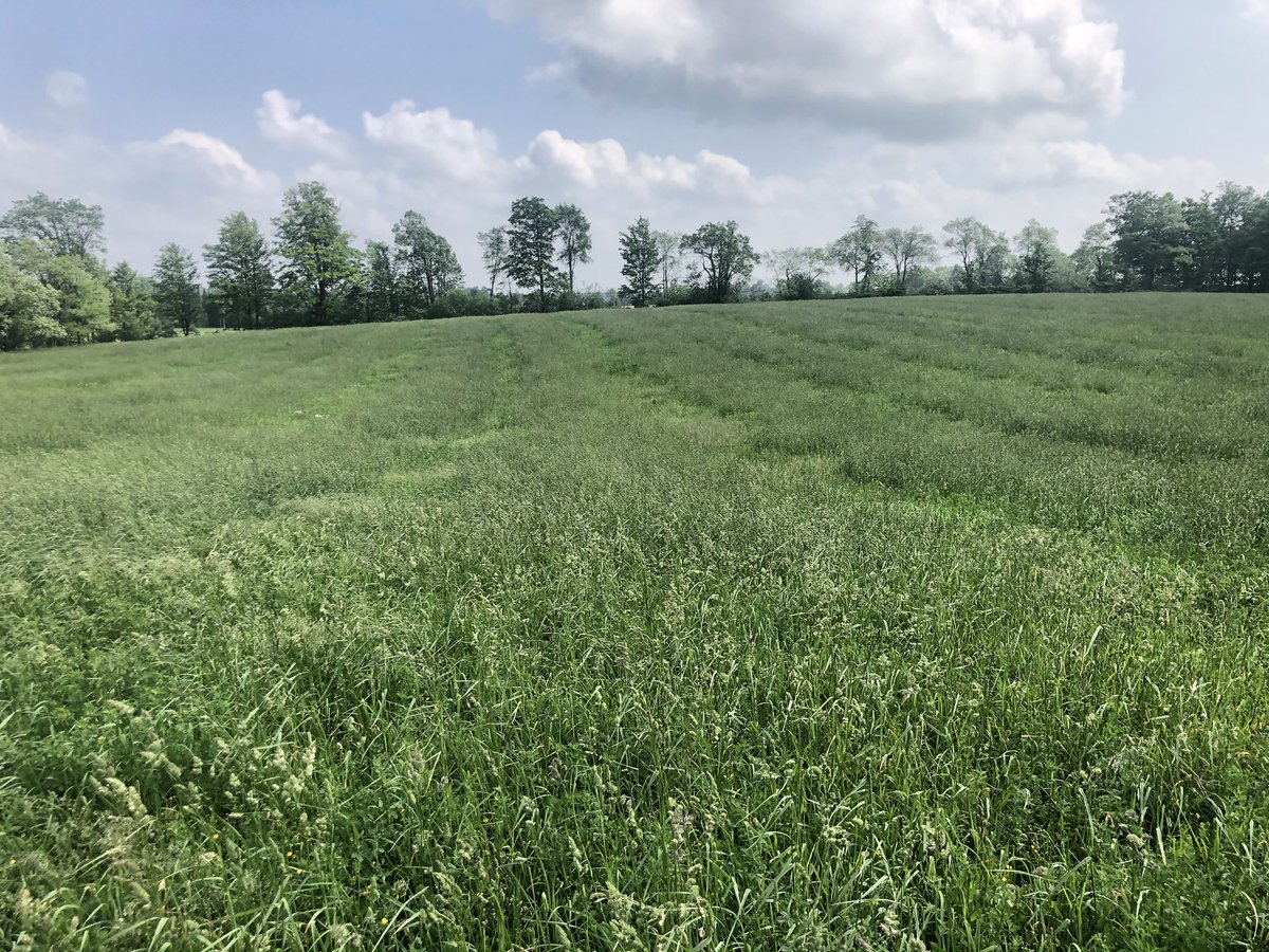 Frost seeded this 3 years ago. Guess I could have drove a bit closer.... but it worked! #ontag