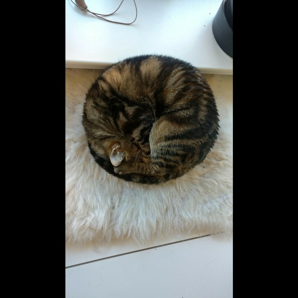KitNipBox's tweet photo. I'm a ball! A fluffy, soft, warm happy ball! 😻 #PoseMaster #KitNipBox [via Reddit | u/wikkelsoee]
.
.
. https://t.co/vDDfgscGN7 https://t.co/d5jvBZ8DC4