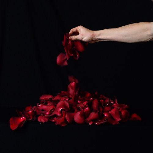 Roses_SJ's tweet photo. La vida puede ser un camino de rosas!!!
Pétalos de Rosas Rojas naturales para bodas y ocasiones especiales en 24h. La máxima calidad ahora también con entrega a domicilio!
¡Envío gratis! 
https://t.co/wR01qdbYYw #FloresaDomicilio #FloresOnline #ElMejorRegalo #Petalosderosas" https://t.co/S1xSWgtfQt
