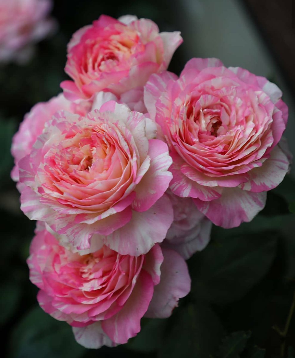 flowers_vs's tweet photo. #flowers #flower #roses #rose #Thursday https://t.co/oYHdAhLzwY
