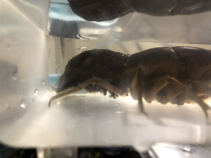 ザリガニ飼育の酸欠 ザリガニ 甲殻類 有尾類の世界